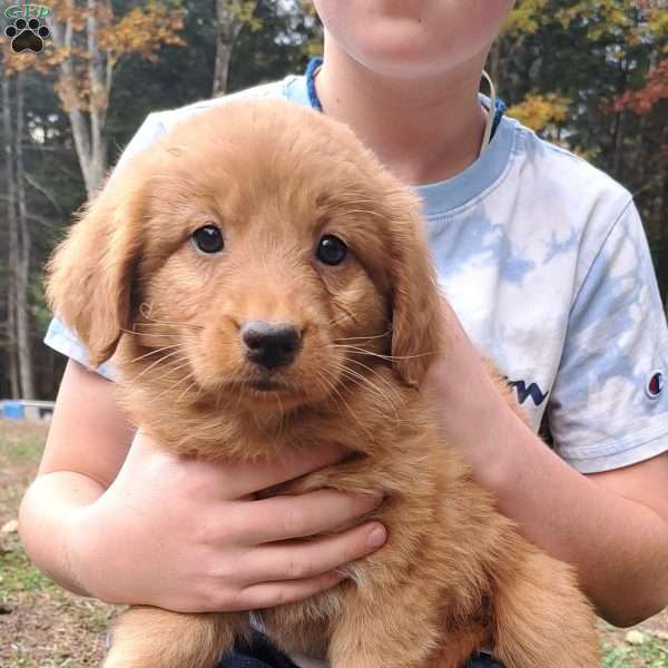 Ginger, Nova Scotia Duck Tolling Retriever Mix Puppy